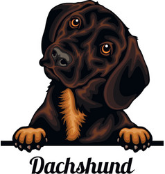 Dachshund - Color Peeking Dogs - Breed Face Head