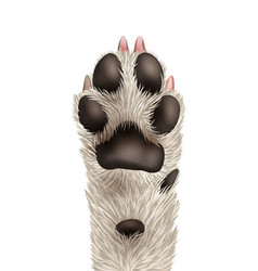 Dog Paw Realistic