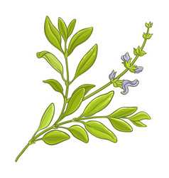 Sage Plant Colored Detailed