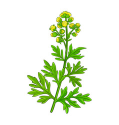 Wormwood Plant Colored Detailed