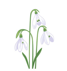 Snowdrop Galanthus Flower Bouquet Spring Plant