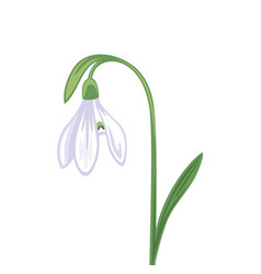 Snowdrop Galanthus Flower Spring Plant