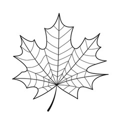 Skeleton Maple Leaf Isolated