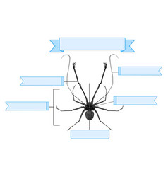 External Anatomy Of A Whip Spider Worksheet