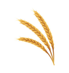 Golden Ripe Wheat Barley Ears Spikelets