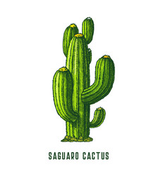 Saguaro Cactus Or Cereus Cacti Icon