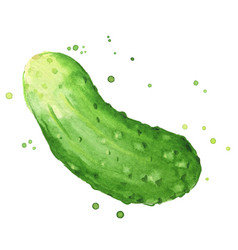 Cucumber Watercolor