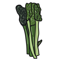 Broccolini Flat On White Background