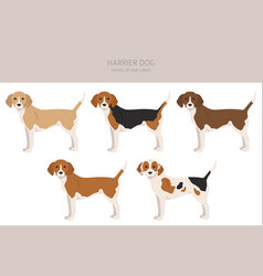 Harrier Dog Clipart Different Poses Coat Colors