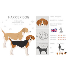 Harrier Dog Clipart Different Poses Coat Colors