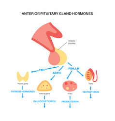 Pituitary Gland Hormones