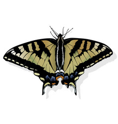 Eastern Tiger Swallowtail Butterfly