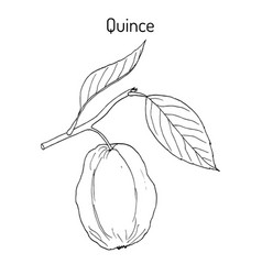 Quince Cydonia Oblonga Fruit Tree Branch