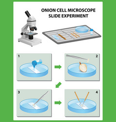 Microscopy Onion Cell Microscope Slide Experiment