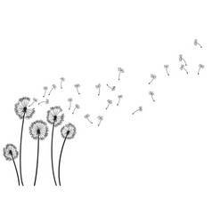 Dandelion Wind Blow Background Black Silhouette