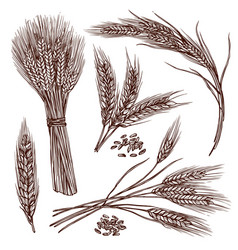 Wheat Sketch Set