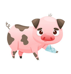 Sick Pig Farm Animal Sad Piglet With Bandage