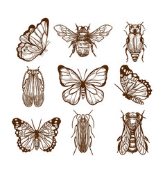 Butterfly Bee Bugs Hand Drawn Icons