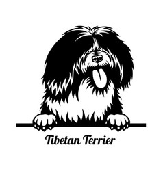 Tibetan Terrier Peeking Dog - Head Isolated