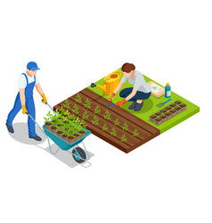 Isometric Young Vegetable Seedlings