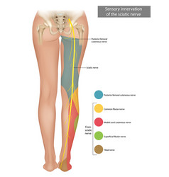 Sciatic Nerve Sensory Innervation