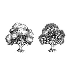 Oak Trees Ink Sketch