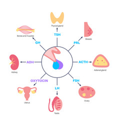 Pituitary Gland Hormones