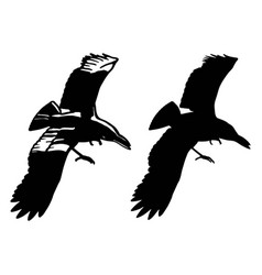 Silhouette Of Crow Flying With Open Wing Top View