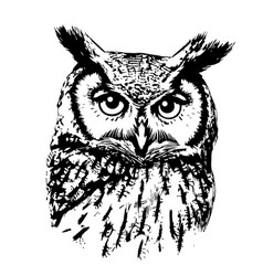 Owl Face Wild Night Bird Hand Drawn Sketch