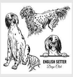 English Setter Dog - Set Isolated