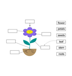 Learning Parts Of The Flower