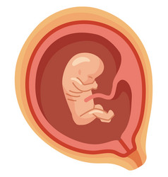 Embryo Cartoon Icon Human Pregnancy Baby In