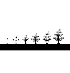 Cannabis Plant Growth Stages Silhouette On White