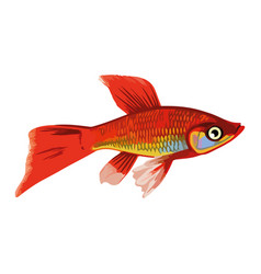 Fish Swimming On White Background