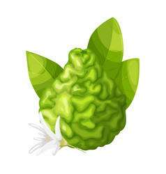 Bergamot Fruit Cartoon