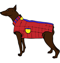 Brown Doberman Dog In A Red Jacket