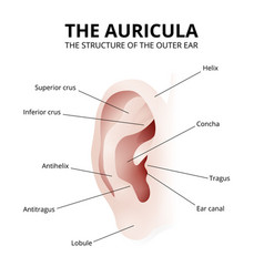 Structure Human Ear Auricle