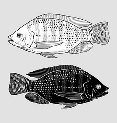 Hand Drawn Tilapia Fish