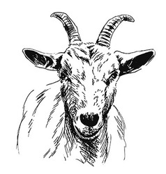 Goat Vector Images (over 7,800)