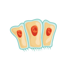 Simple Columnar Epithelium Tissue Anatomy