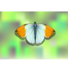 Orange Tip Butterfly