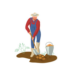 Farmer Man With Hat And Boots Is Digging Potato