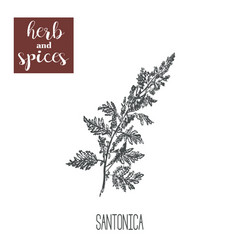 Santonica Sagebrush Absinthe Tarragon