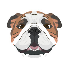 English Bulldog