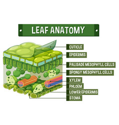 Internal Structure Of Leaf Diagram