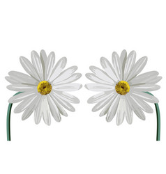 Daisy Flower On Gradient Backgrounds