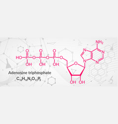 Adenosine Triphosphate Or Atp Molecule