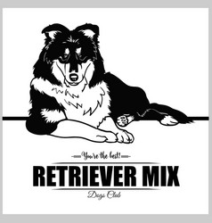 Retriever Mix Dog - For T