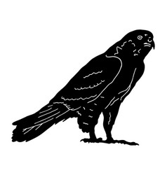 Hawk Logo Predatory Birds Wildlife Concept