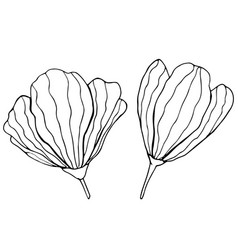 Two Hand Drawn Flowers On White Background One